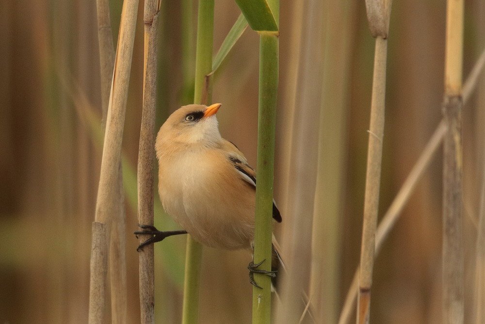 Ван Дамм тренируется.