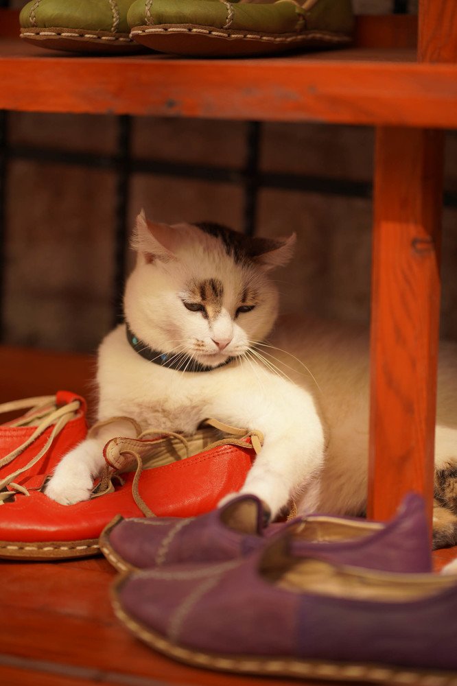 Фотография автора Анна Ватансевер