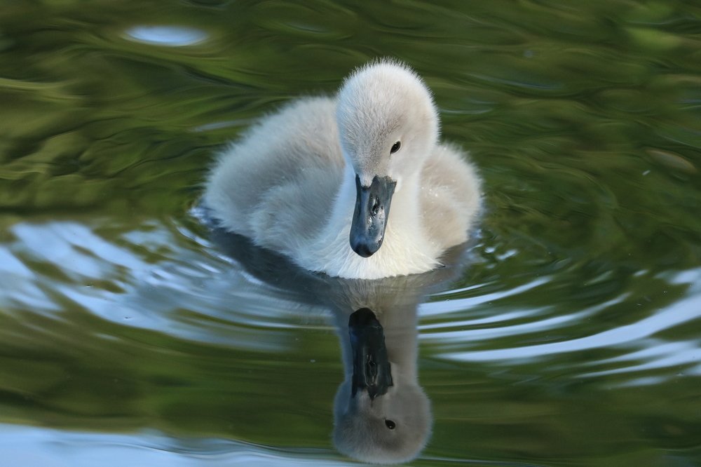 Гадкий утёнок.