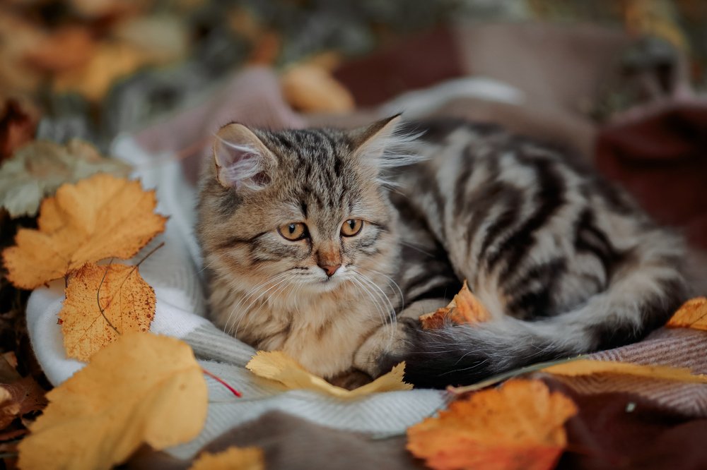 Photograph by Белевцева Инна Белевцева