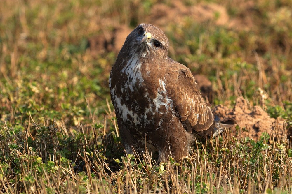 Photograph by Ирина Волкова