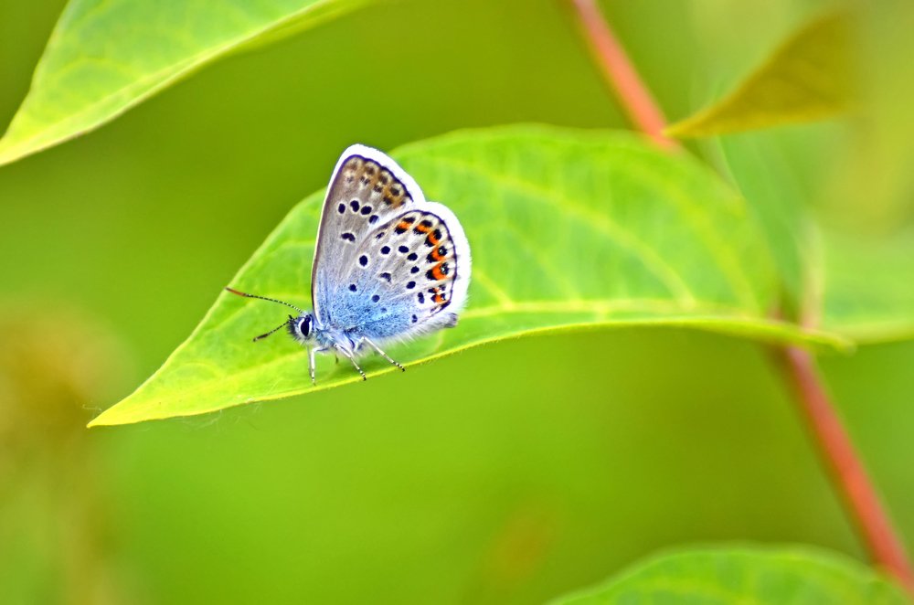 Photograph by Сергей Ляшенко