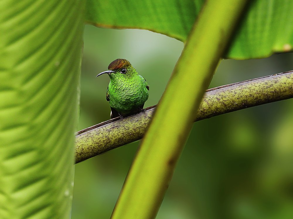 Pequeño Gigante /  A little giant