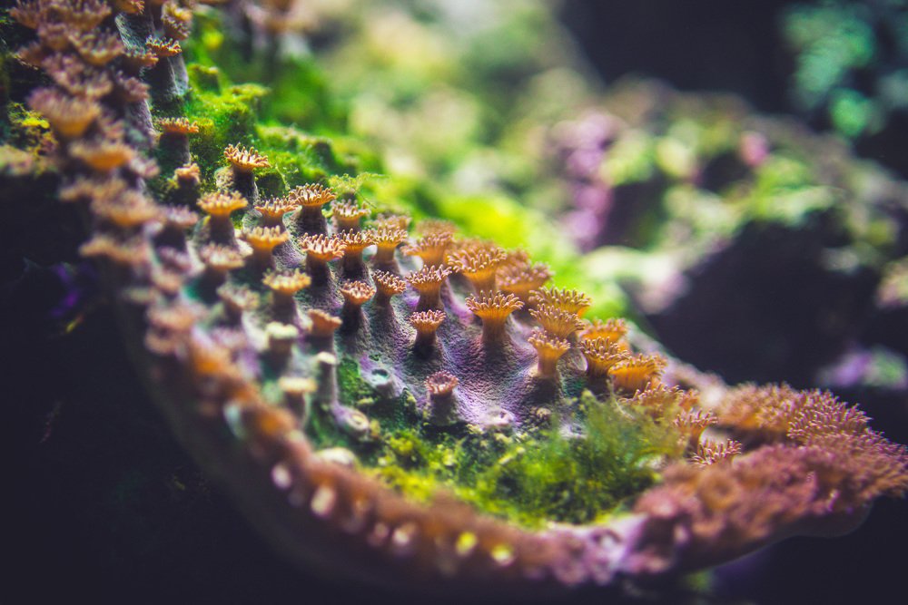 Photograph by Елена Скакун