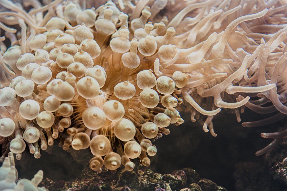 Photograph by Елена Скакун