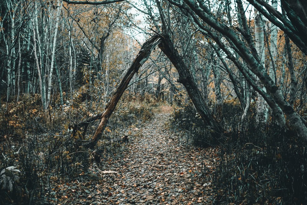 Photograph by Елена Скакун