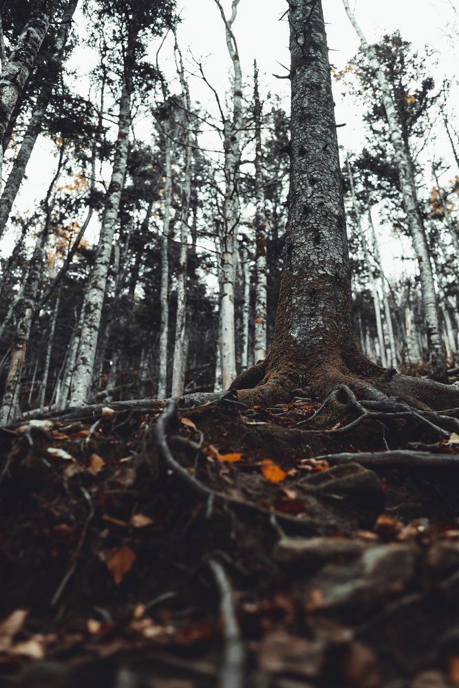 Photograph by Елена Скакун