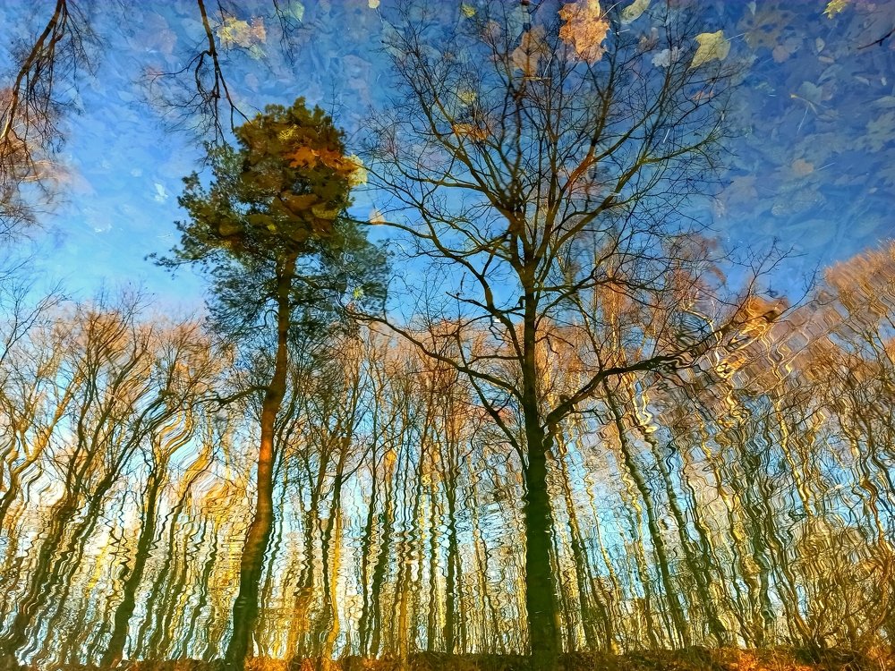 Осенний пейзаж в зеркале воды