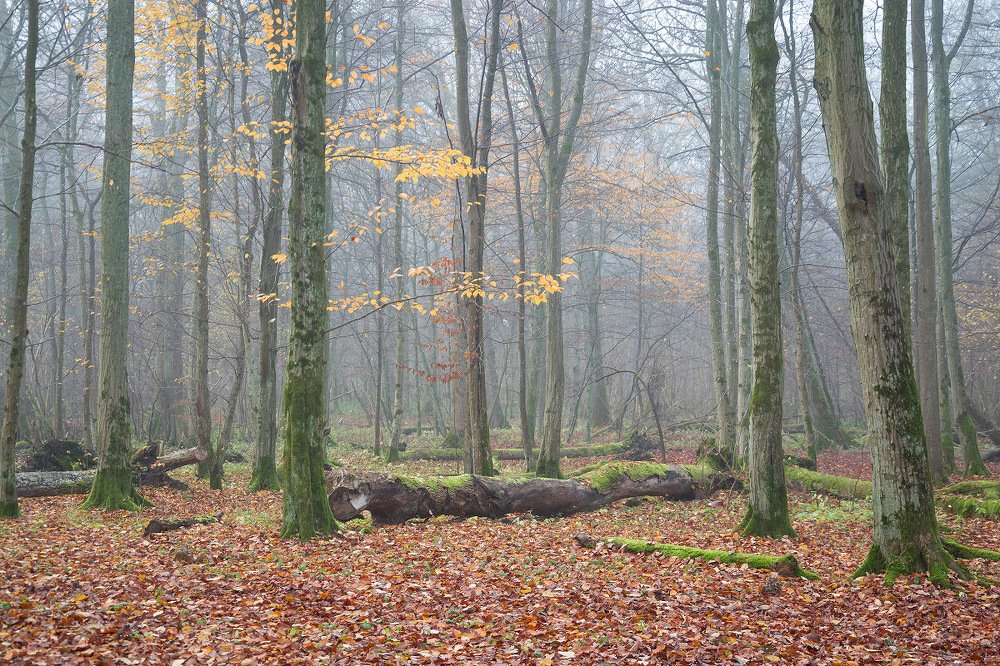 Photograph by Сипаева Катерина