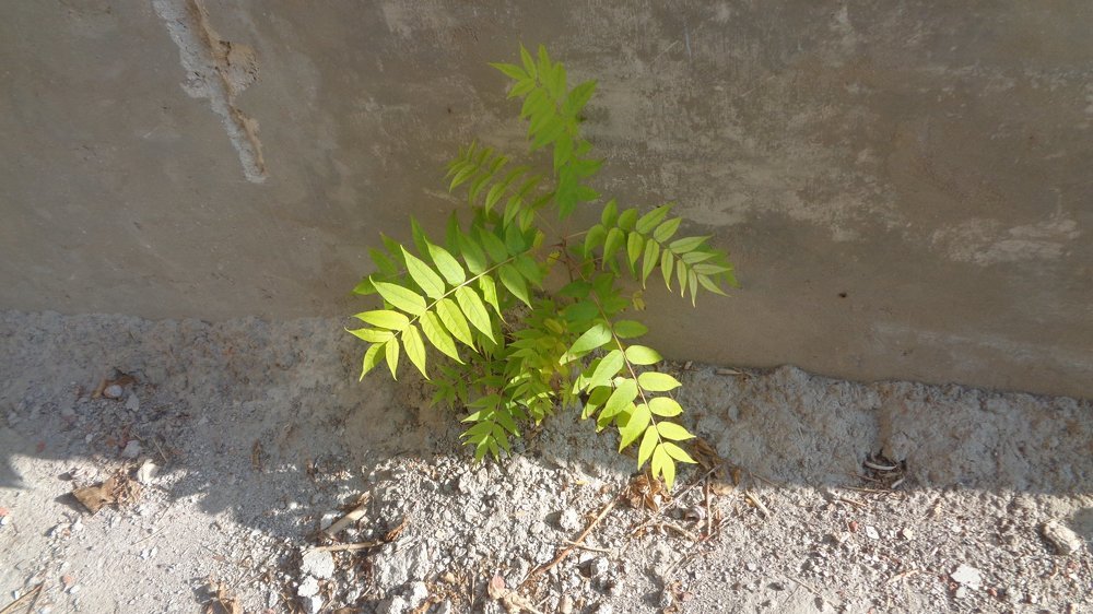 Жизнь в бетоне...