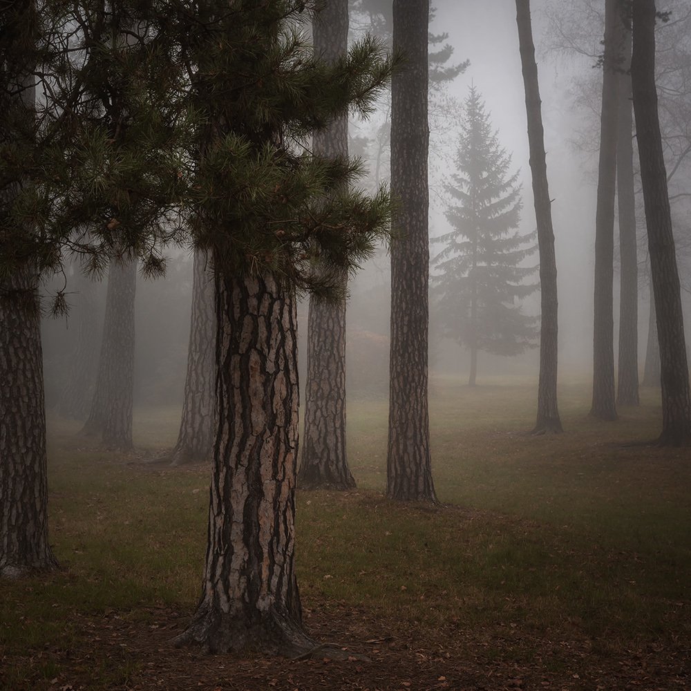 Photograph by Дмитрий Овчинников