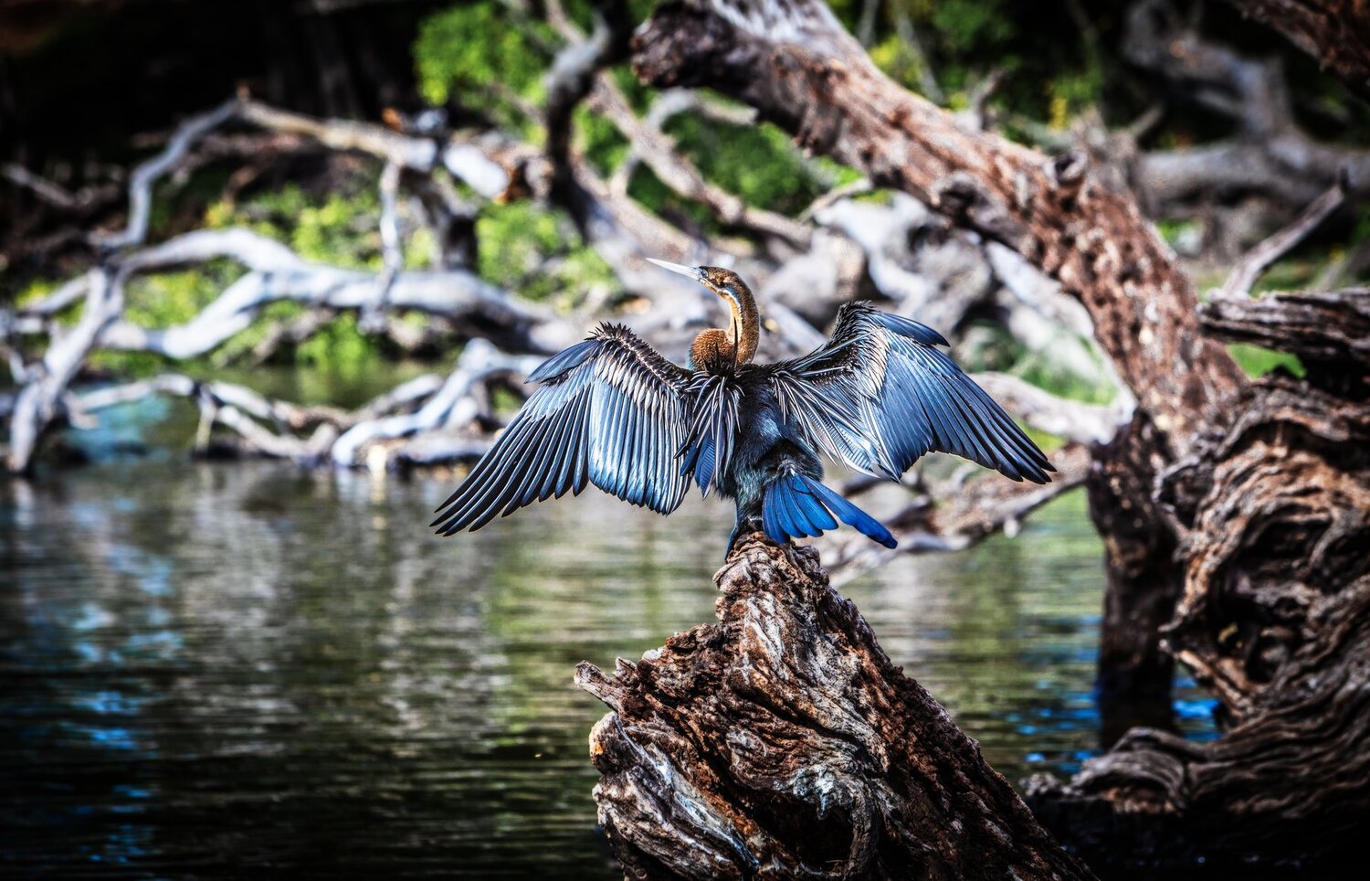 AFRICAN DARTER