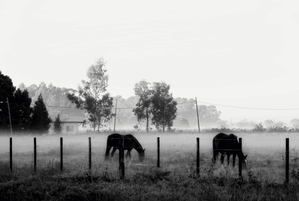 Photograph by Viviana García