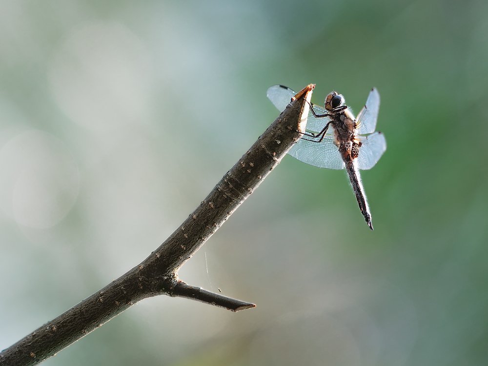 Photograph by Яна Орлова