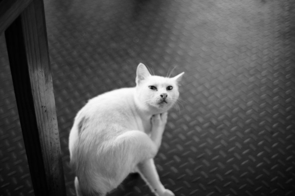 Photograph by Hussman Hawari