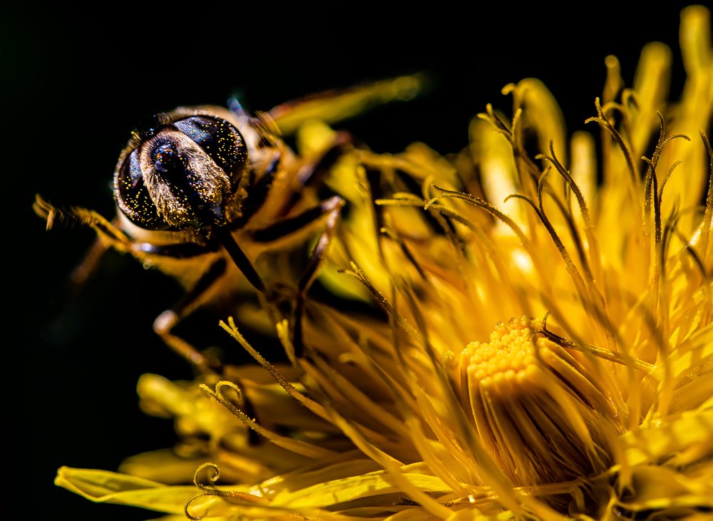 Bee On A Flower