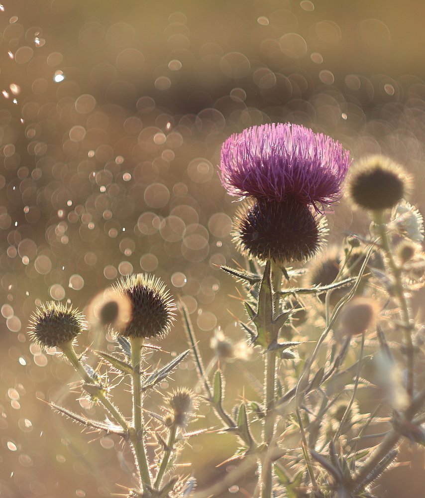 Photograph by Рыбак Лариса