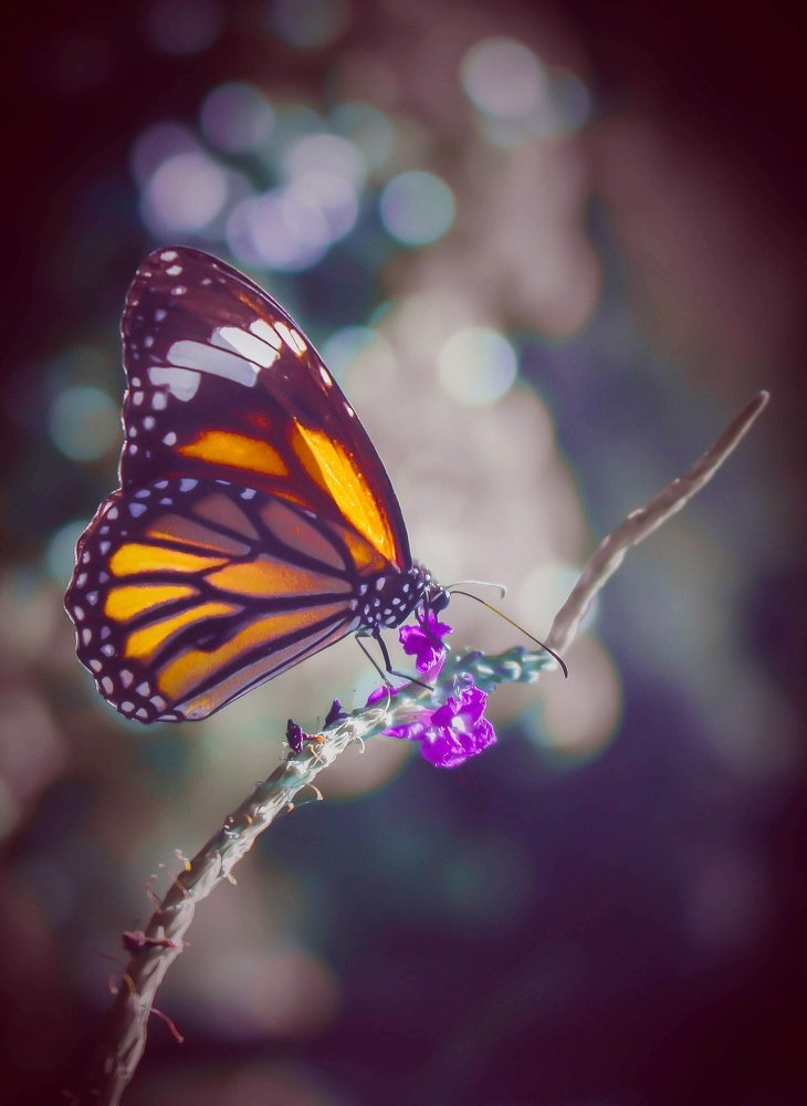 Photograph by Shubham Singh