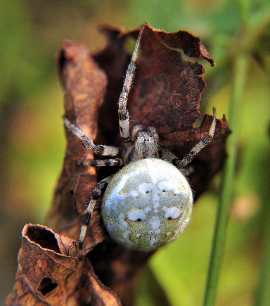 Orb-weaver spiders