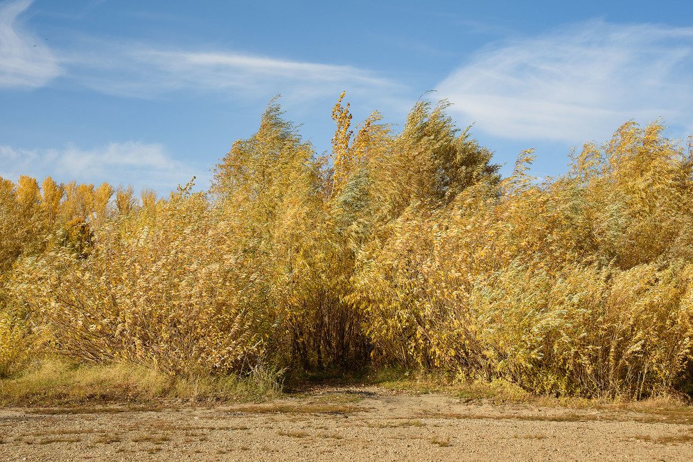Берег Иртыша..
