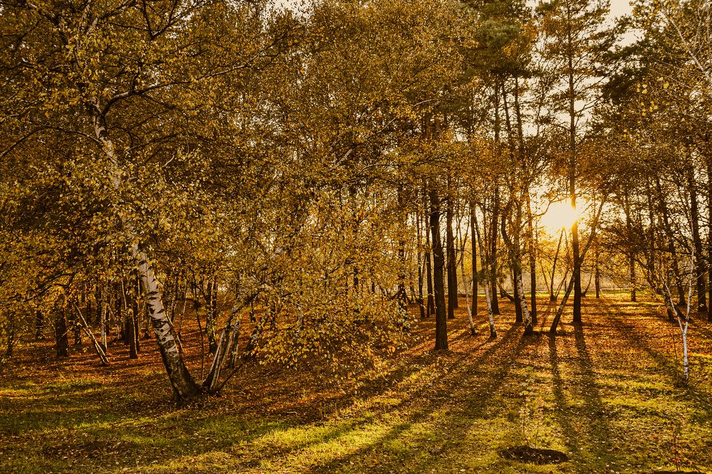 Осенние лучи