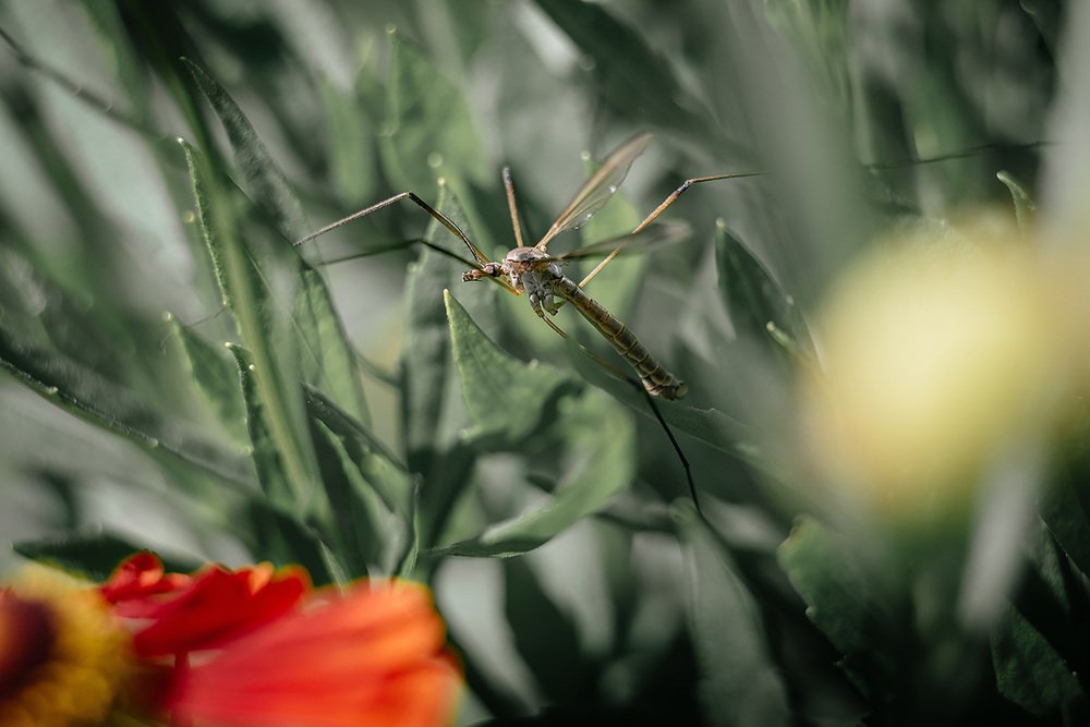 Комар в зарослях.
