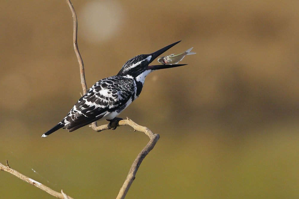 Photograph by Biranchi Sahu