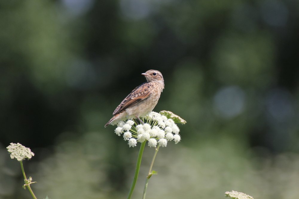 Этот прекрасный мир
