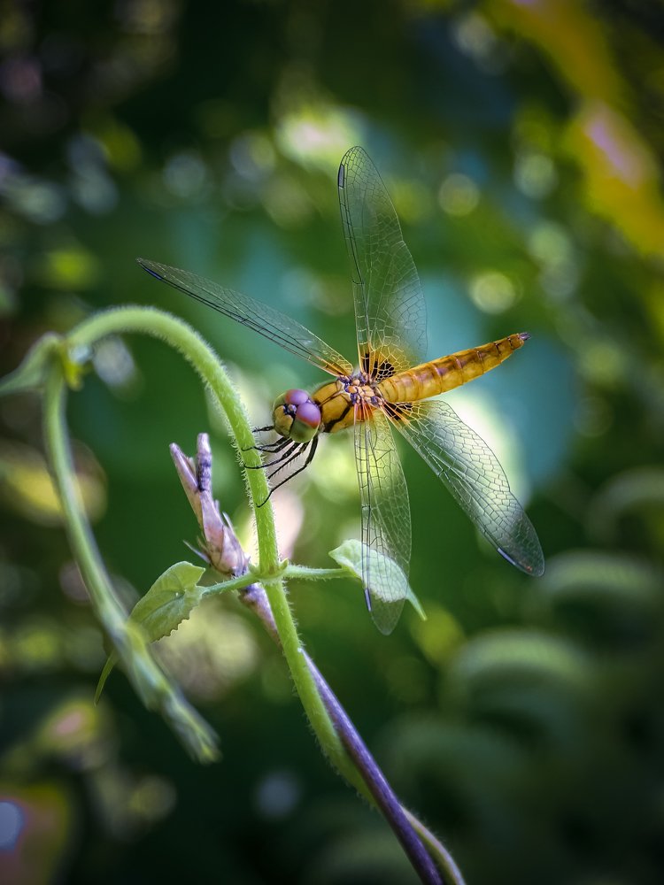 Dragonfly