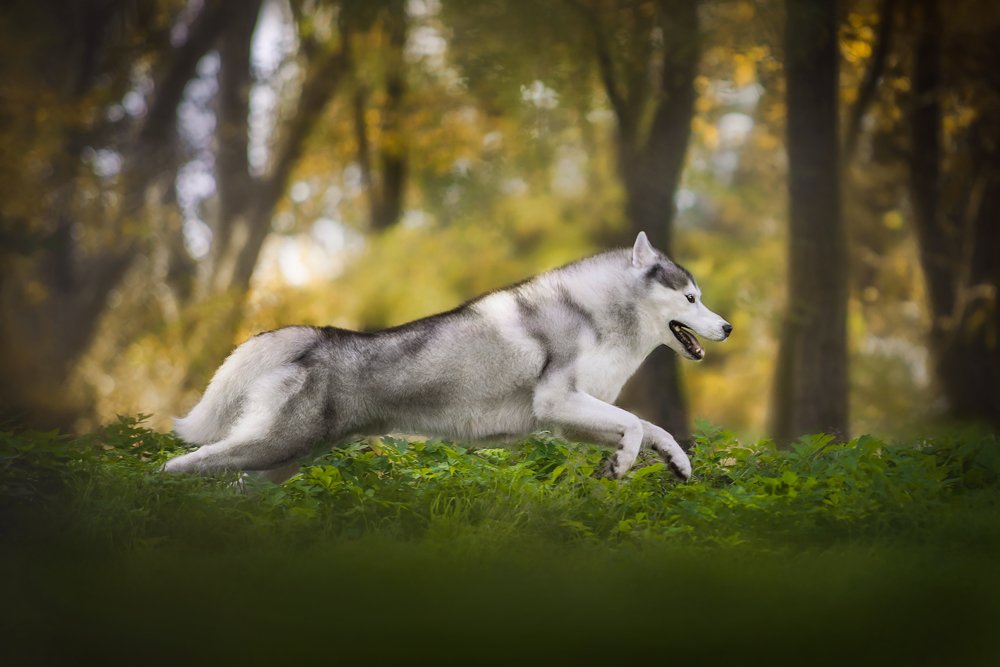 Фотография автора Анна Вильховая