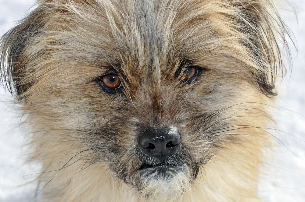 Ну дай сосисочку...