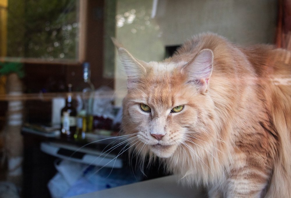 Фотография автора Дарина