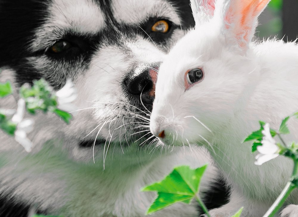 each one has his meal in front of him