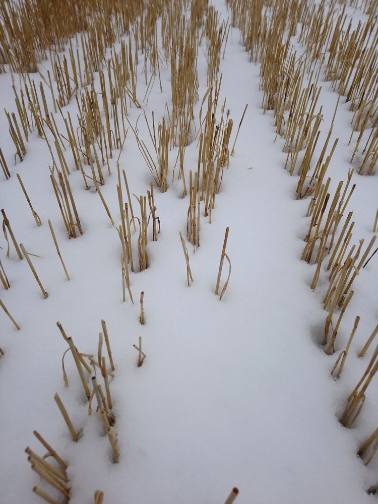 Photograph by Людмила Воропаева