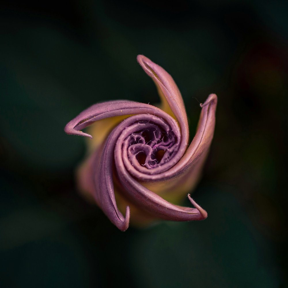 Космический цветок.