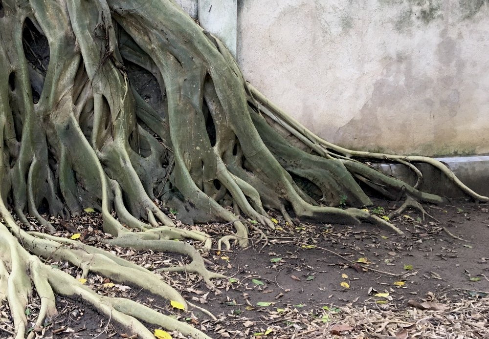 Photograph by Bhavana Sivayokan