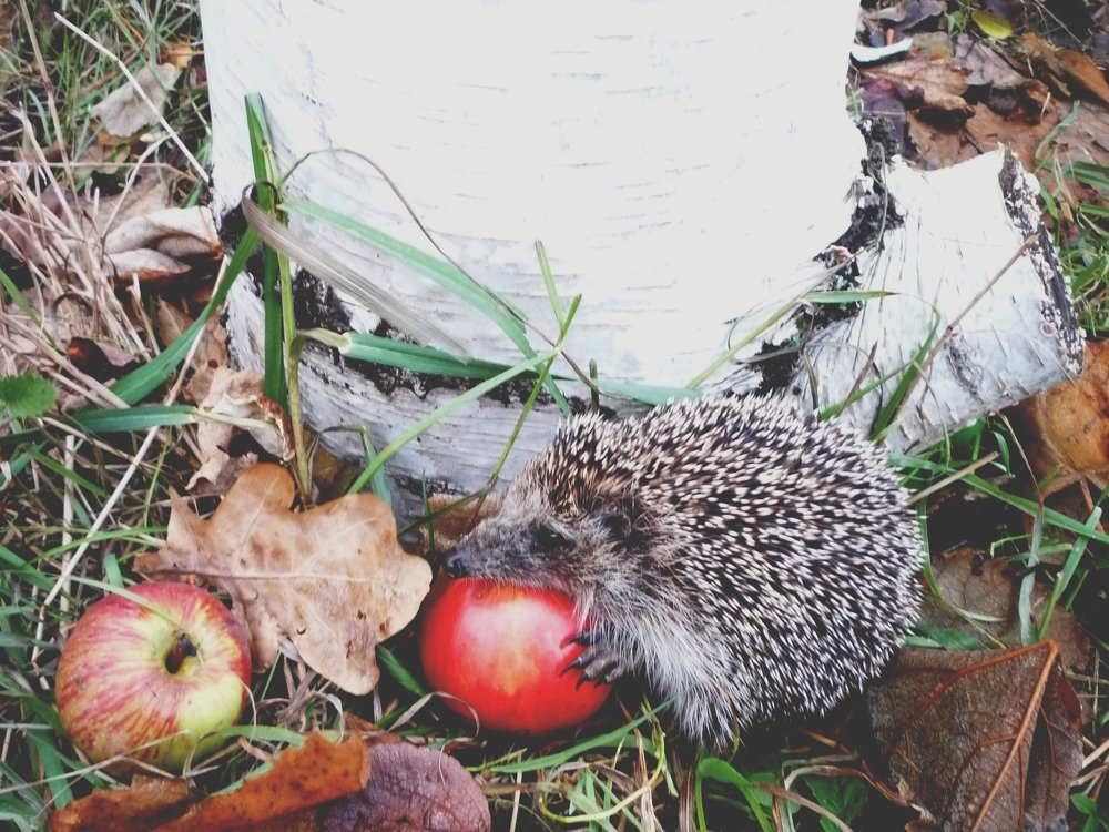 LUNCH THE HEDGEHOG