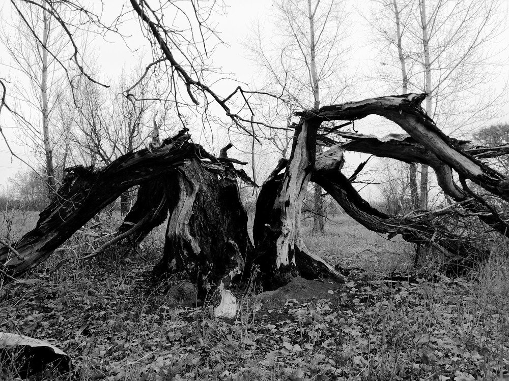 Photo #5219268