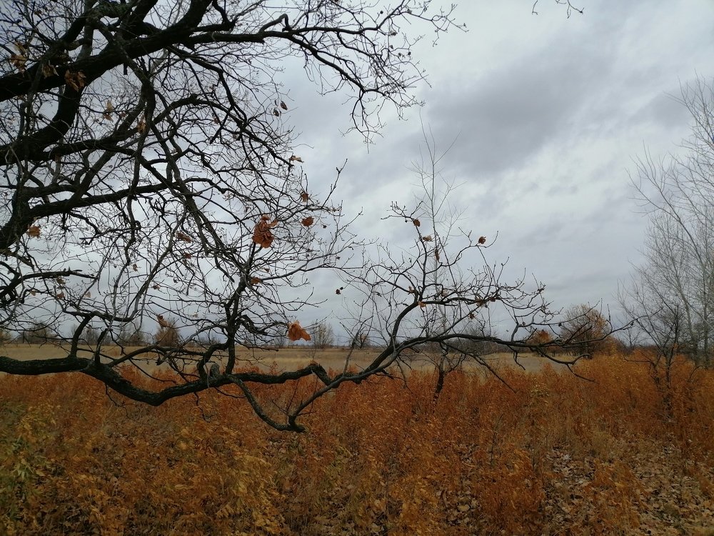 Photo #5219270