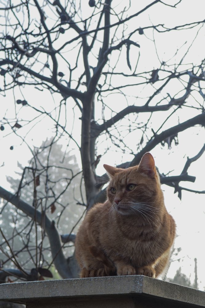 Фотография автора Denes Doma