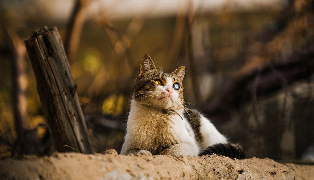 cute sad one eyed cat