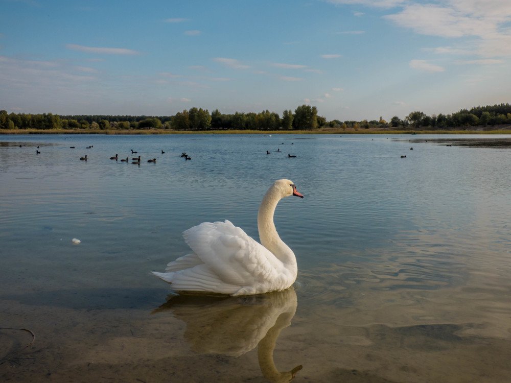 Лебединые этюды