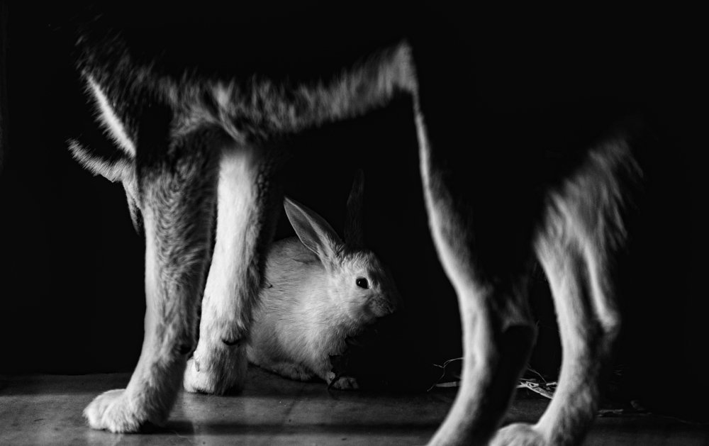 Фотография автора Ibrahim Jalal