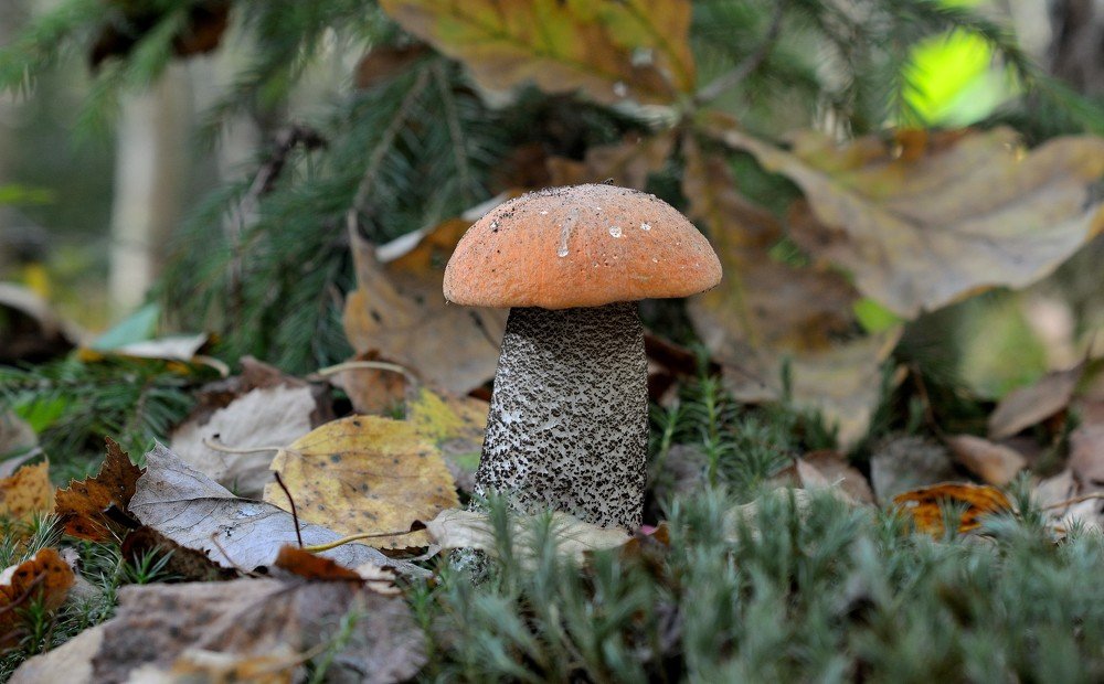 Photograph by Станислав