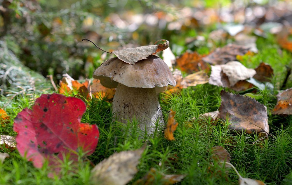 Photograph by Станислав