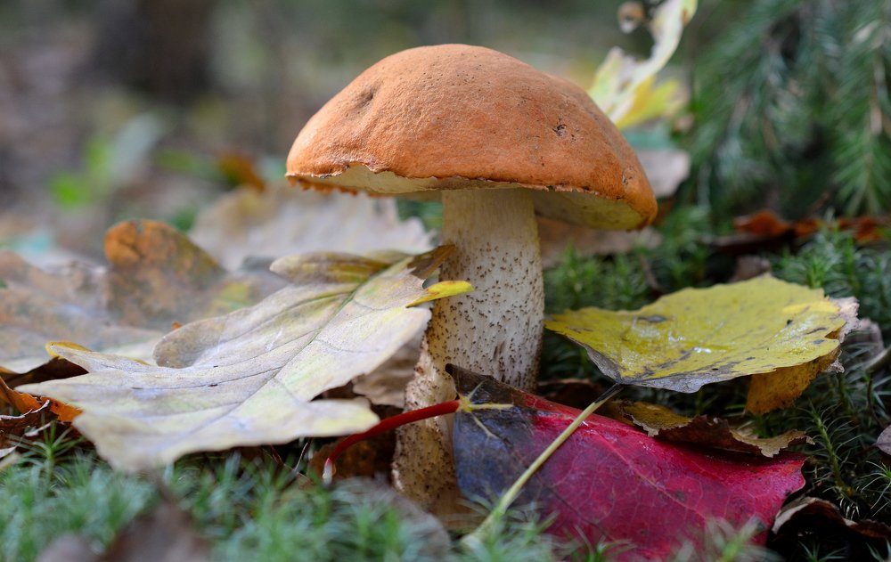 Photograph by Станислав