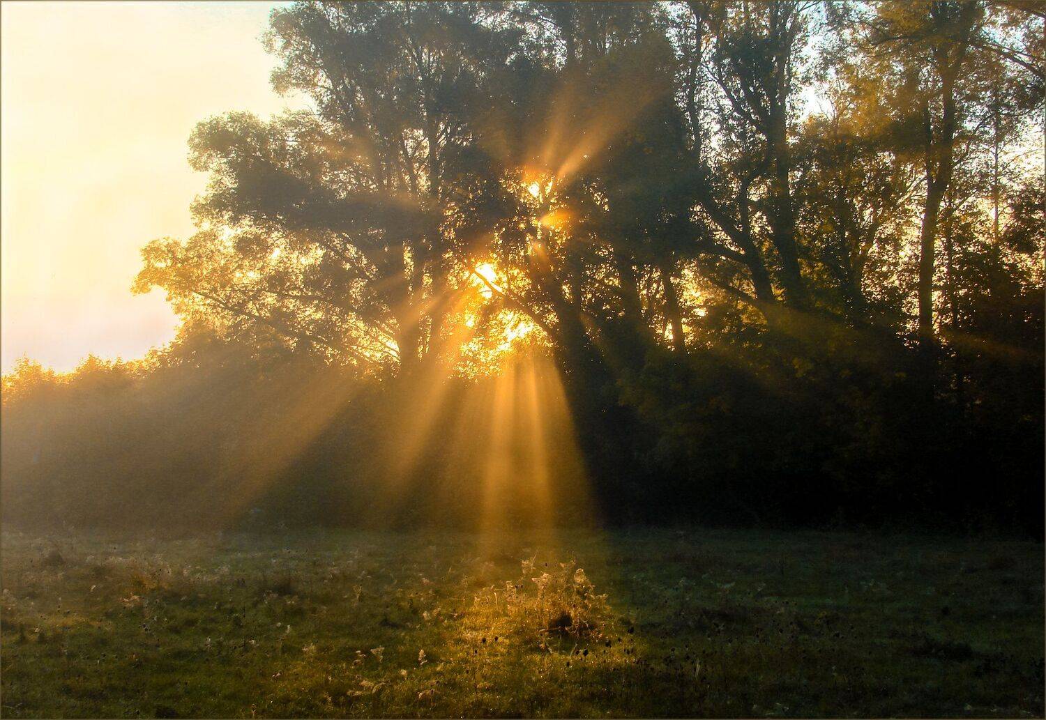 Photo #5220100