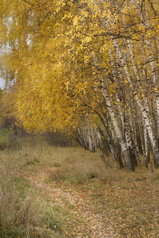 Photograph by Александр Симонов