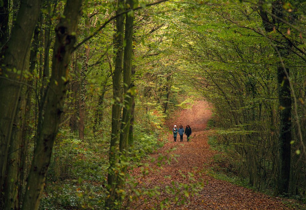 Walking in the forest
