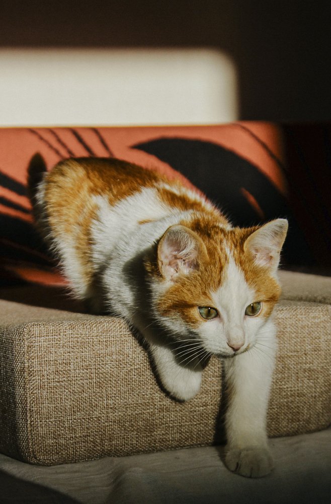 котенок из Легенды